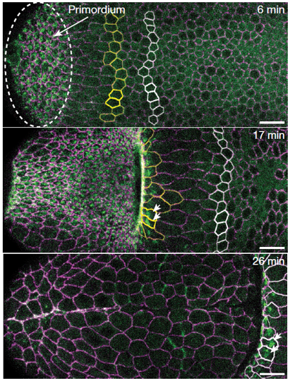Figure Nature-Lecuit