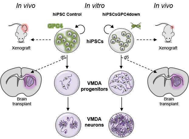 Figure IBDM web page DONO