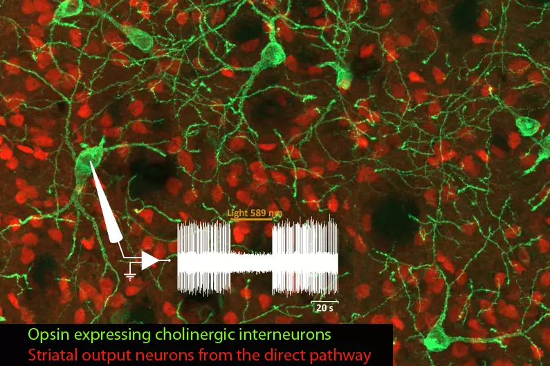 Double labeling, in the striatum of transgenic mice, of the striatal output neurons expressing the dopamine D1 receptor (red fluorescence) and the cholinergic interneurons (green fluorescence) in which halorhodopsin expression allows their photo-inhibition. The electrophysiological trace illustrates the interruption of the spontaneous spiking  of one recorded cholinergic interneuron when amber light is delivered in vivo into the striatum.Ⓒ Nicolas Maurice, IBDM, Marseille.